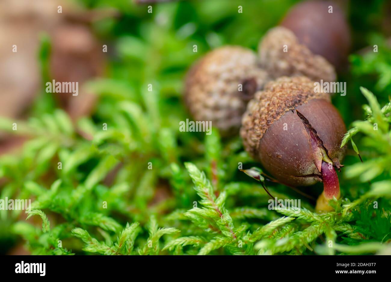 Acorn crache dans la nature. Banque D'Images