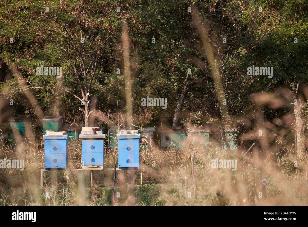 Ruches dans un champ dans un paysage rural typique de l'Europe, à moitié cachée par des herbes séchées et de l'herbe. Les ruches sont utilisées pour recueillir le miel dans l'agriculture b Banque D'Images