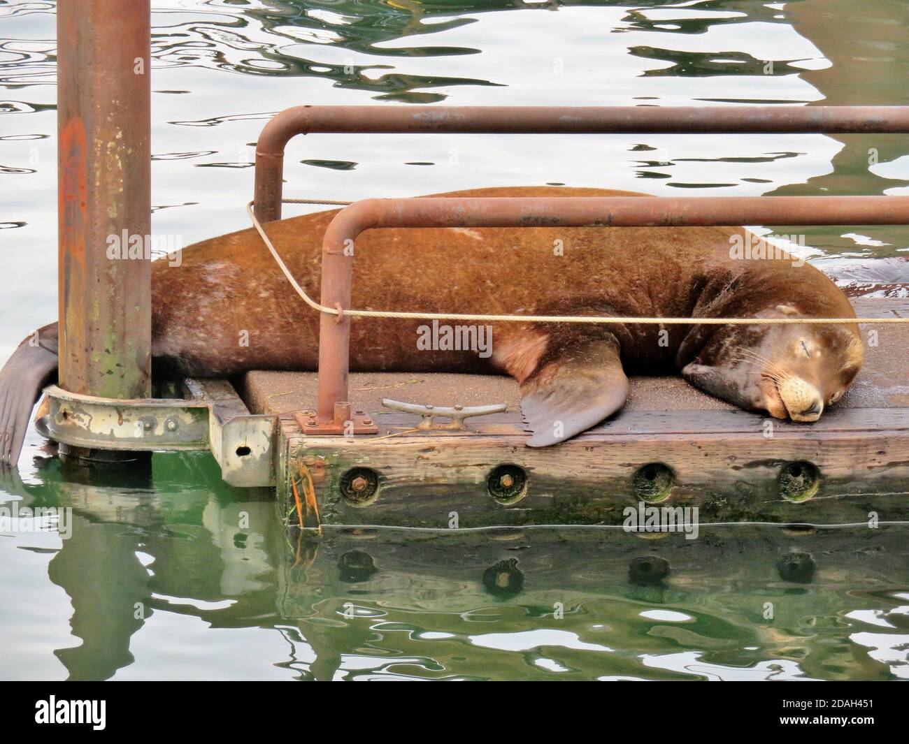 Un lion de mer dort sur le quai à Astoria, Oregon Banque D'Images