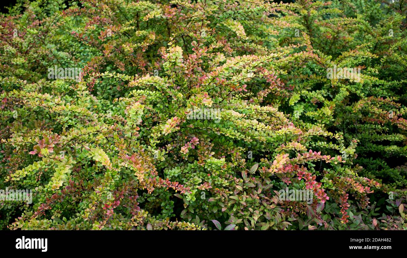 Soft focus de belles fleurs de printemps Berberis thunbergii Atropurpurea Blossom. De minuscules fleurs jaune macro d'épine-vinette sur fond d'élégant Banque D'Images