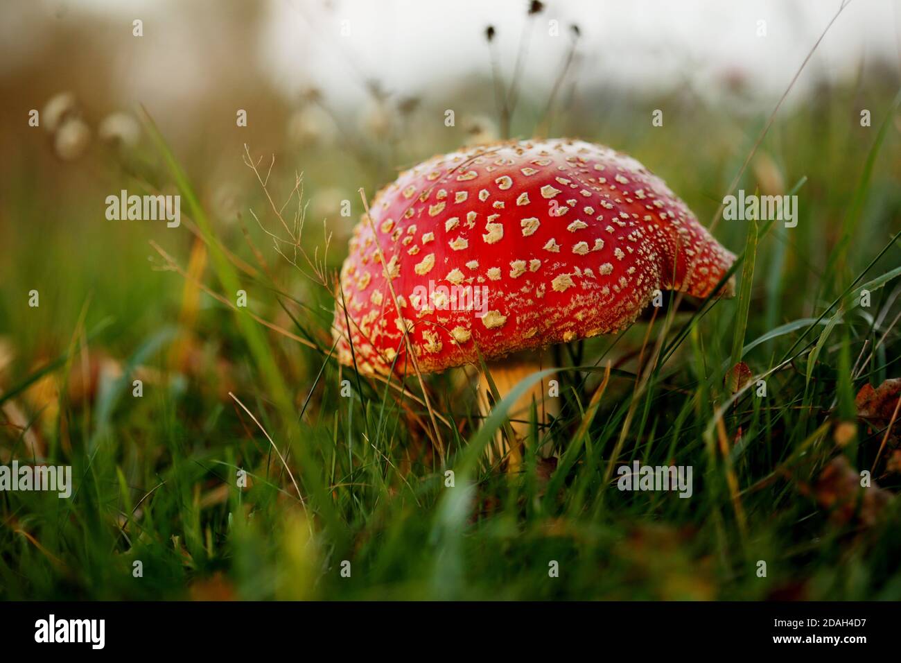 Mouche rouge agaric (Amanita muscaria) dans les couleurs d'un beau, automne, coucher de soleil Banque D'Images