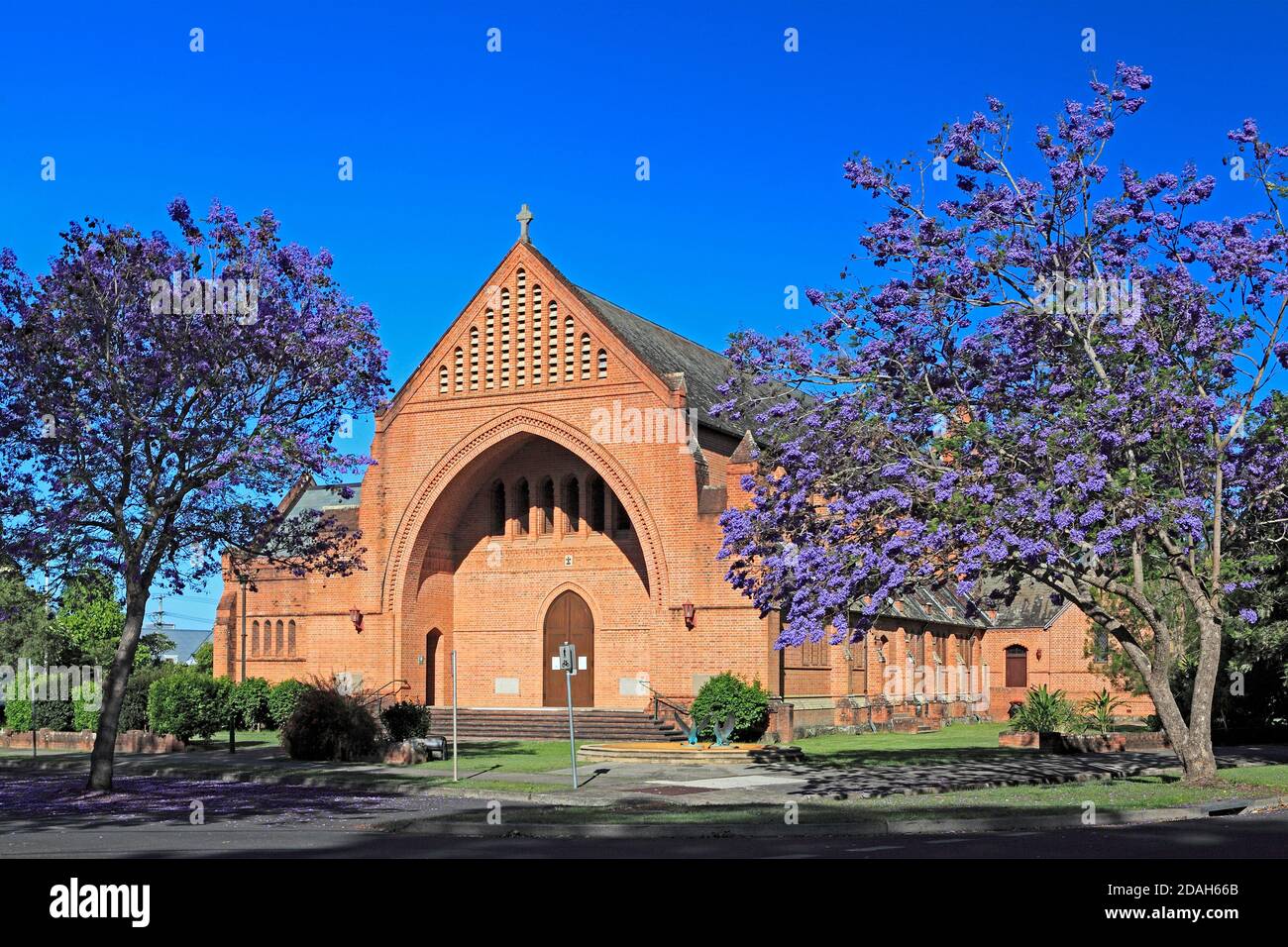 Cathédrale anglicane Église du Christ Roi. Également connu sous le nom de Christ Church Cathedral. Grafton, Nouvelle-Galles du Sud, Australie. Deux arbres à fleurs de jacaranda sont devant Banque D'Images