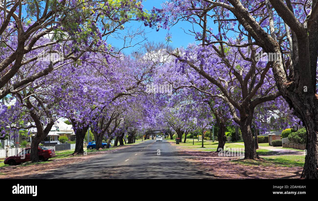 Jacaranda Avenue, avec des arbres de jacaranda, Jacaranda mimosifolia en fleur formant une canopée au-dessus de la route. Grafton, Nouvelle-Galles du Sud, Australie Banque D'Images