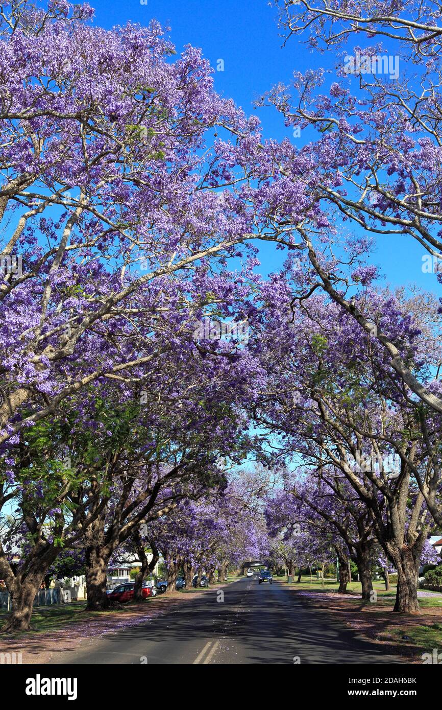 Jacaranda Avenue, avec des arbres de jacaranda, Jacaranda mimosifolia en fleur formant une canopée au-dessus de la route. Grafton, Nouvelle-Galles du Sud, Australie Banque D'Images