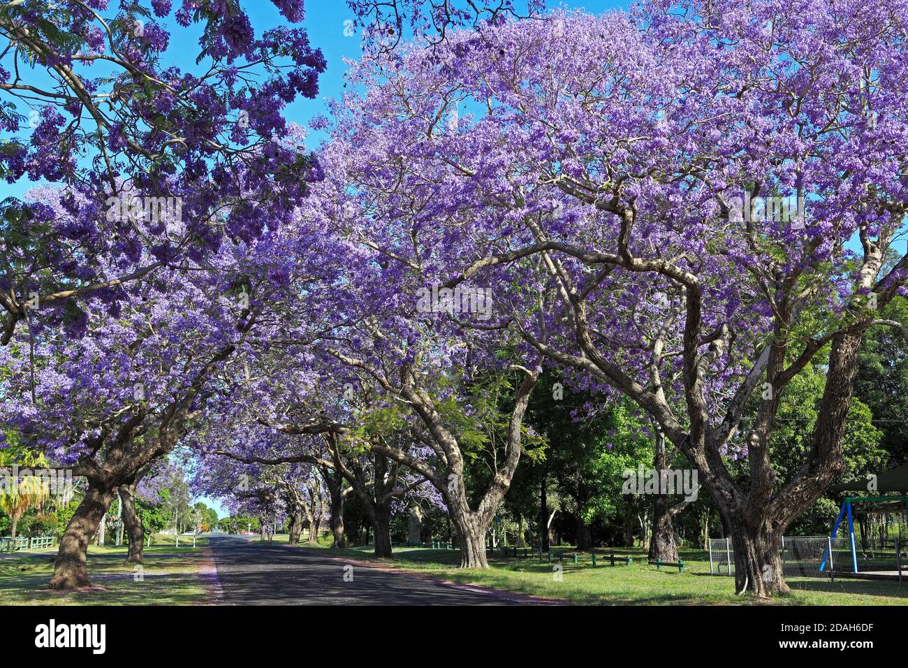 Jacaranda arbres, Jacaranda mimosifolia en fleur et formant un couvert au-dessus de la route. Bacon Street, Grafton, Nouvelle-Galles du Sud, Australie Banque D'Images