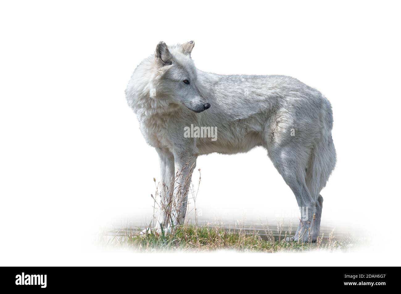 Gros plan sur le loup gris dans un champ, parc national de Yellowstone. Isolé sur un fond blanc. Banque D'Images