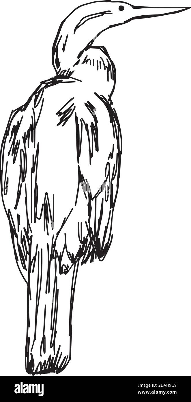 Illustration vectorielle dessin à la main de Darter africain isolé sur arrière-plan blanc Illustration de Vecteur