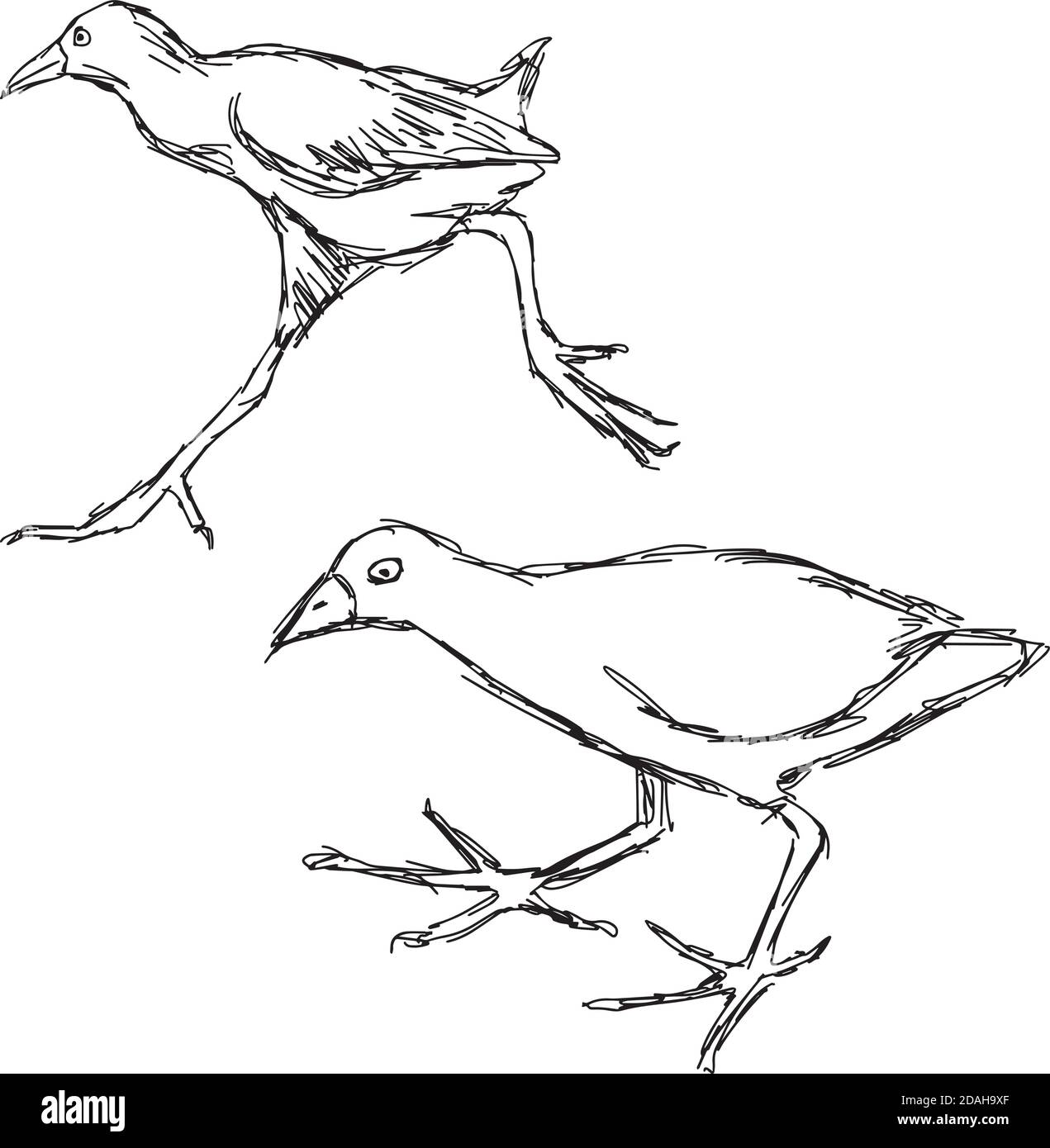 Illustration vectorielle tirée à la main de l'oiseau de Crake noir africain isolé sur fond blanc Illustration de Vecteur