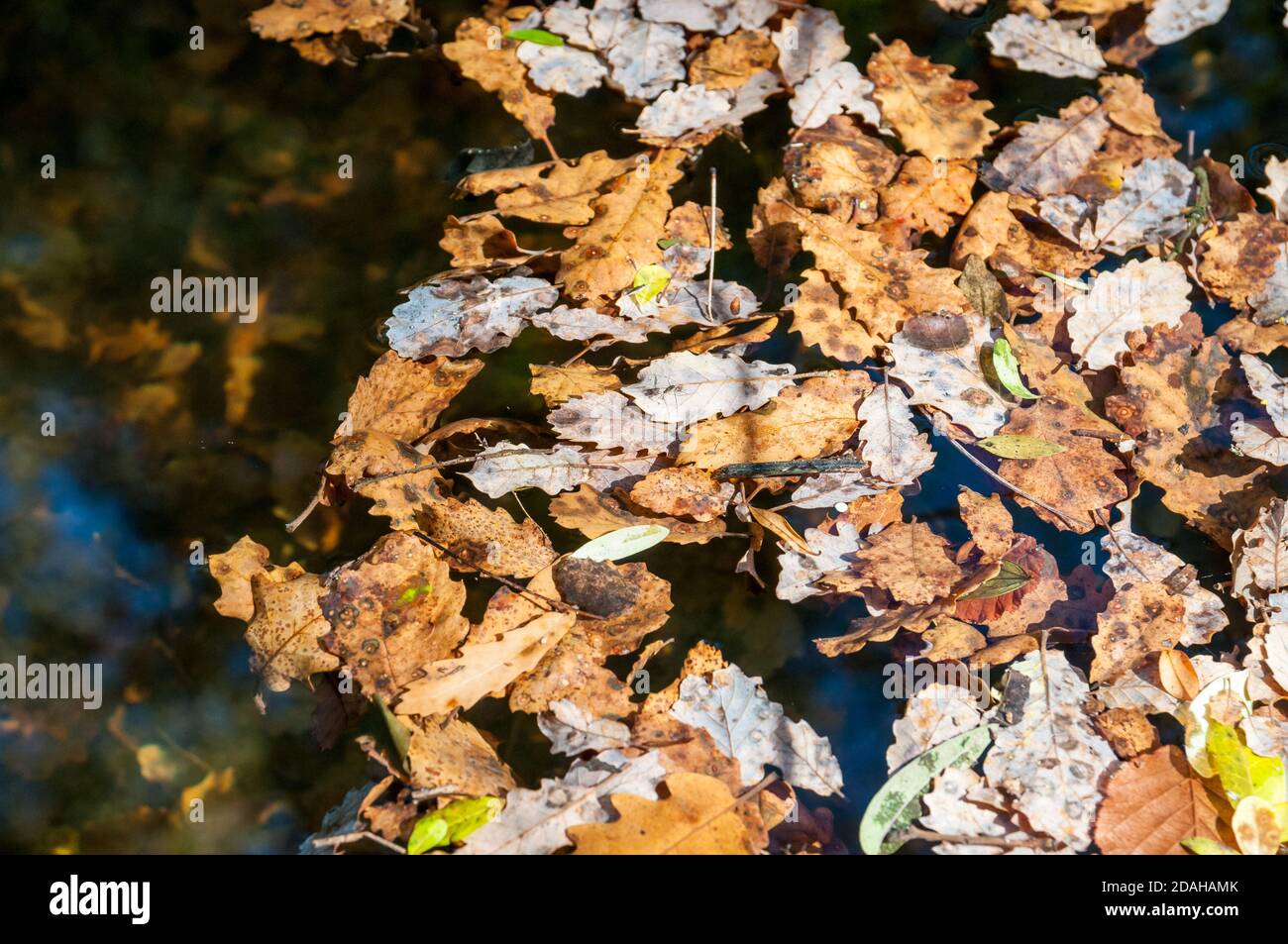 des feuilles sèches flottent sur une surface d'eau Banque D'Images