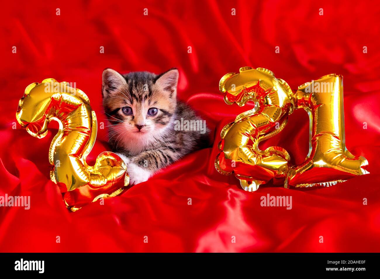 Chat de Noël 2021. Kitty avec ballons en aluminium or numéro 2021 nouvelle  année. Chaton rayé sur fond rouge festif de Noël Photo Stock - Alamy