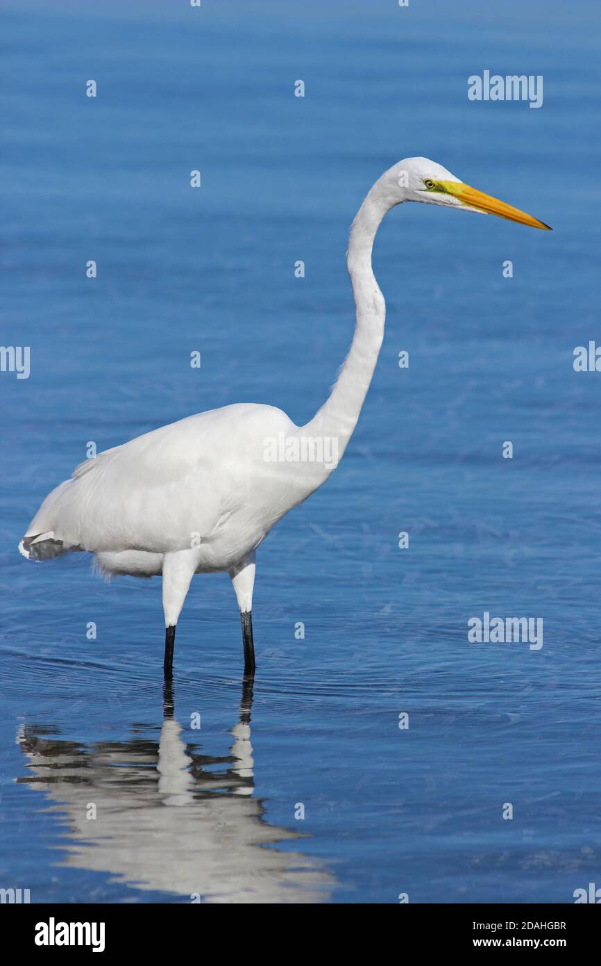 Grande Aigrette (Ardea alba) Banque D'Images