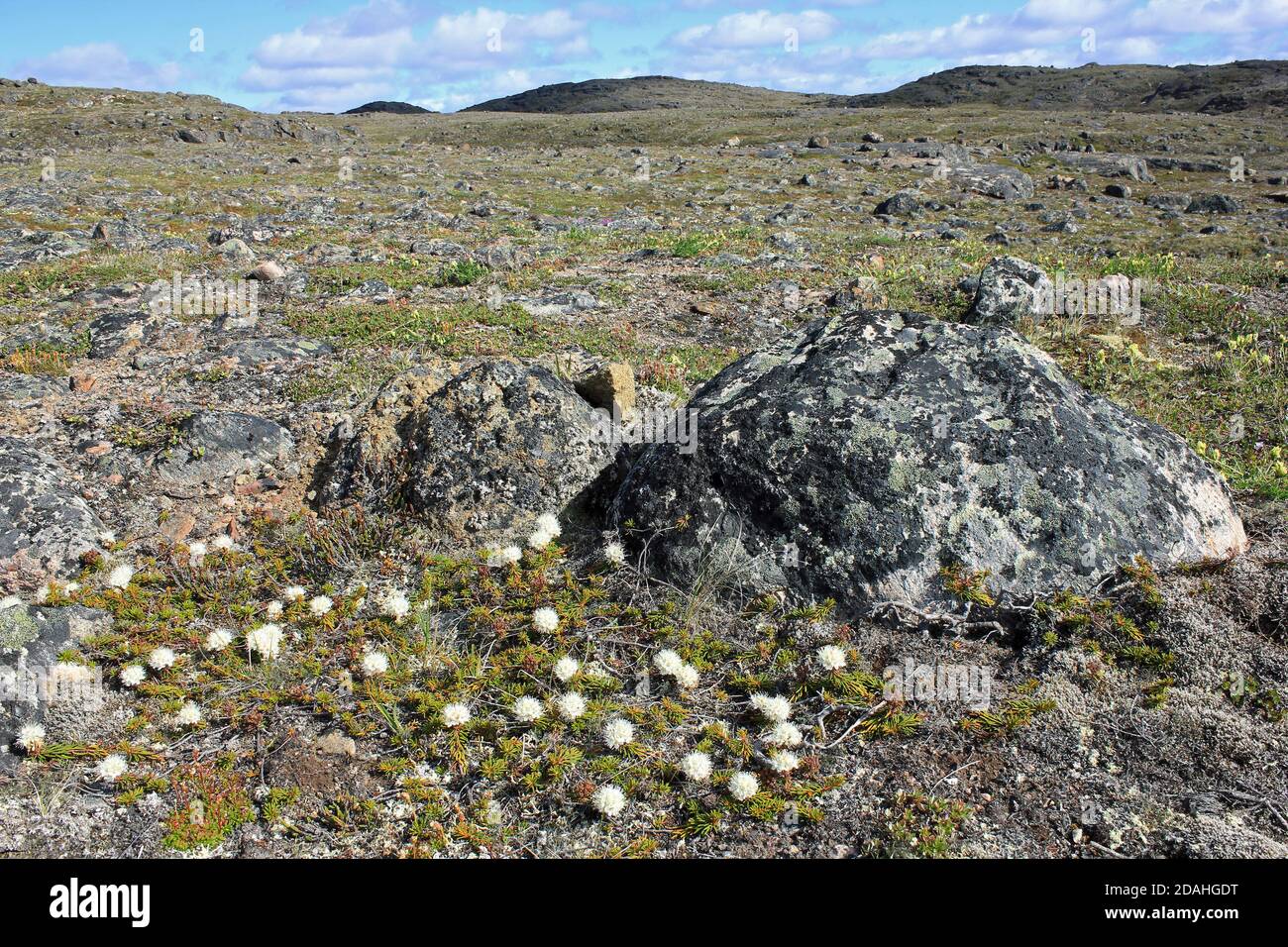 Toundra arctique avec thé du Labrador de la tourbière Rhododendron groenlandicum floraison dans premier plan Banque D'Images