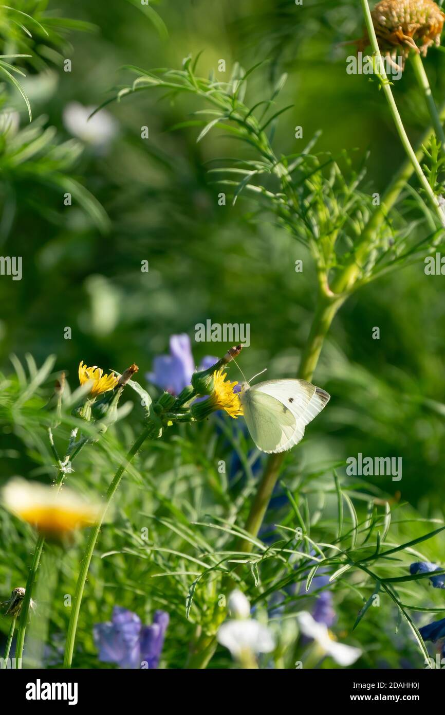 un papillon sur un pissenlit dans un champ de fleurs Banque D'Images