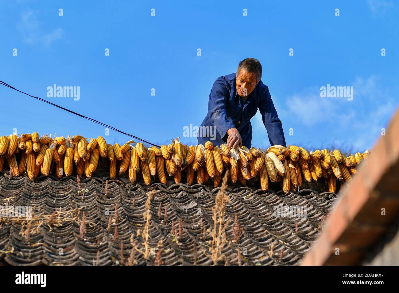 Taiyuan, Chine. 12 novembre 2020. Un villageois trie des cornes séchant dans le village de Hongni, dans le comté de Pingshun, dans la province du Shanxi, au nord de la Chine, le 11 novembre 2020. Par le passé, le village de Hongni, situé dans les profondes montagnes Taihang, souffrait de transports peu pratiques, de manque de ressources et de mauvaises conditions de production et de vie. Pour changer la situation, le village de Hongni a commencé à promouvoir le tourisme local, à améliorer les infrastructures et à créer des emplois pour les villageois défavorisés. Credit: Xinhua/Alay Live News Banque D'Images