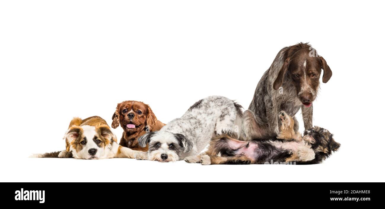 Groupe de chiens de race apathique et malade assis ensemble une ligne Banque D'Images