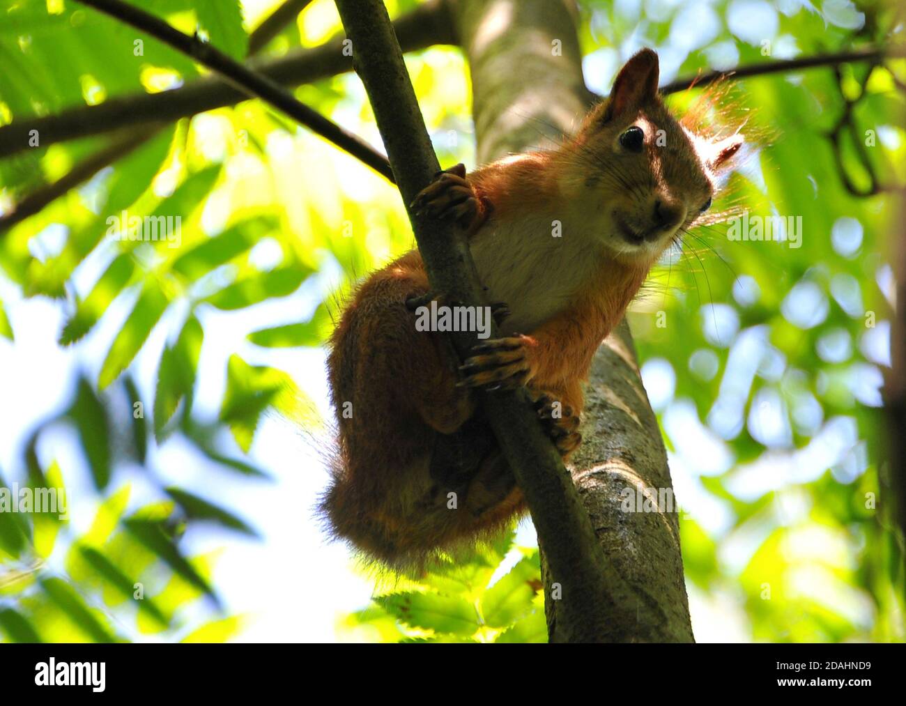Écureuil sauvage dans la forêt. Banque D'Images
