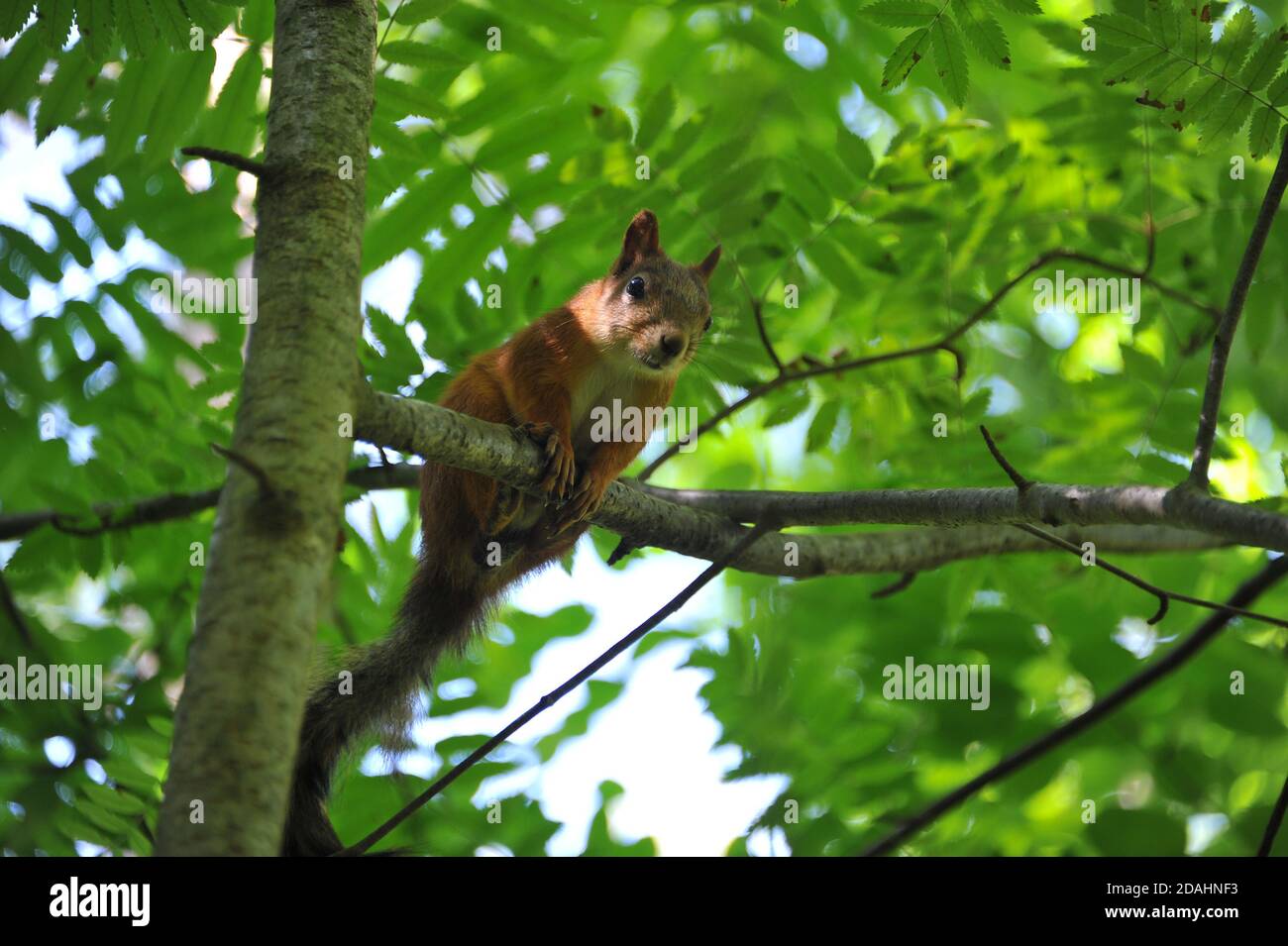 Écureuil sauvage sur un arbre dans la forêt Banque D'Images