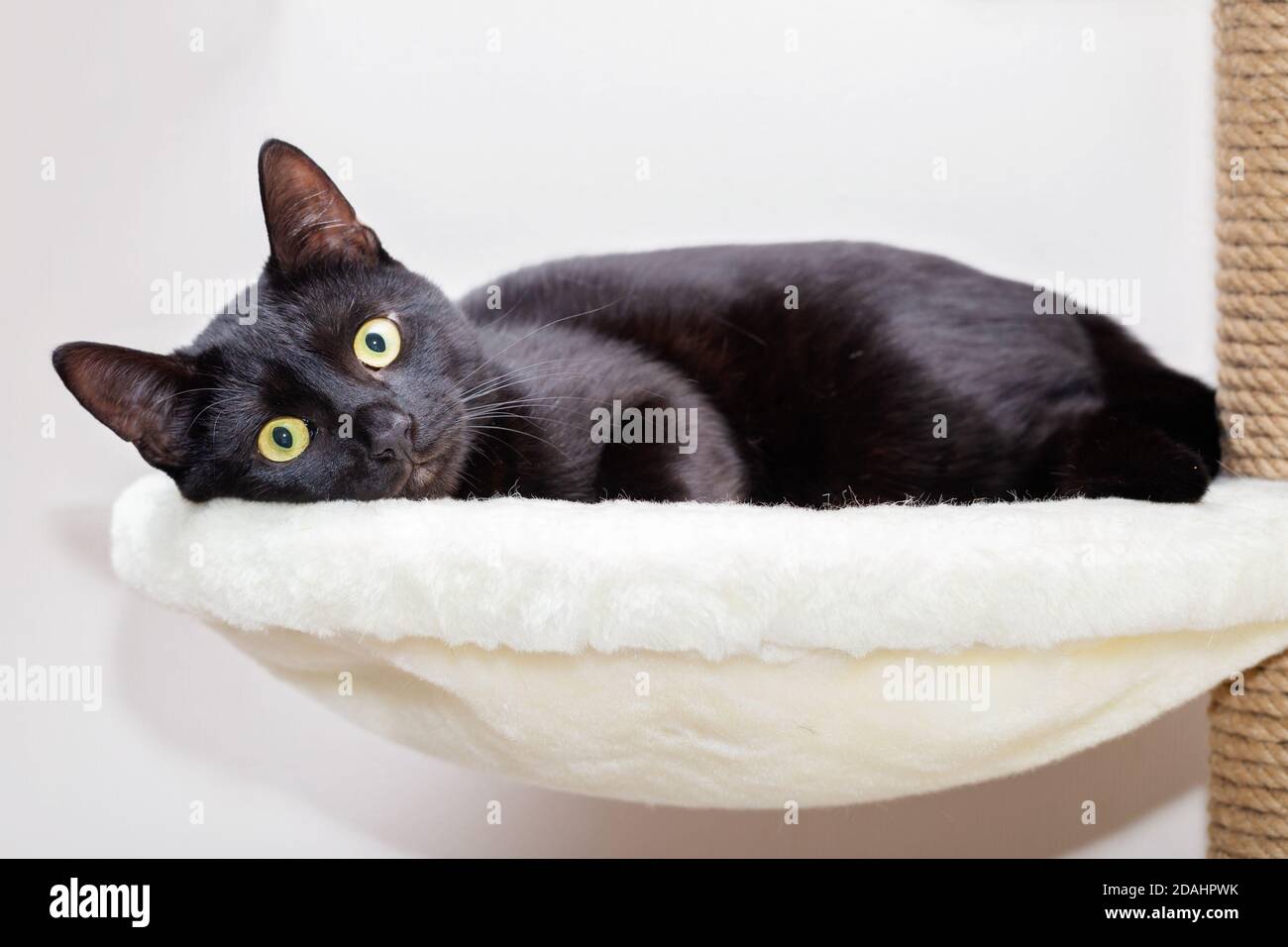 Un Chat Noir Avec Un Pelage Brillant Est Couche Sur Un Complexe De Jeu Special Pour Les Chats Dans L Appartement Photo Stock Alamy