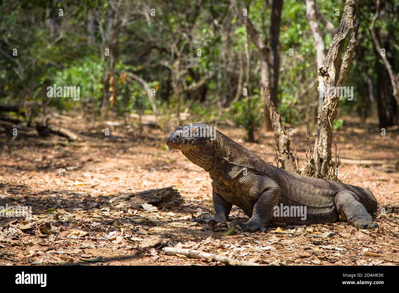 Le lézard dragon du Komodo est en danger, dans le parc national du Komodo Banque D'Images