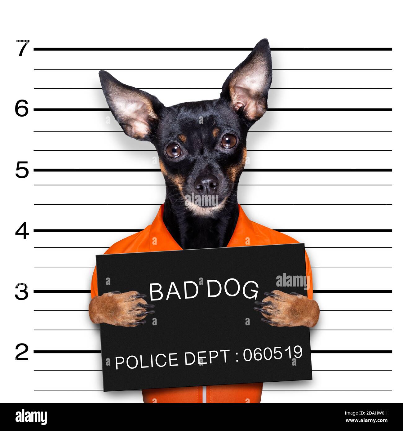 prague fait router ou piquer un chien de claquement tenant une bannière du département de police , comme une photo de coup de feu, au bureau de police pour ses crimes Banque D'Images