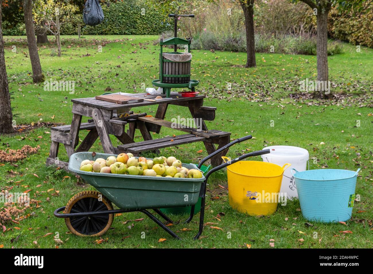 Pommes prêtes pour le pressage de pommes dans un verger anglais, Kathy Browns Garden, Stevington, Bedfordshire, Royaume-Uni Banque D'Images