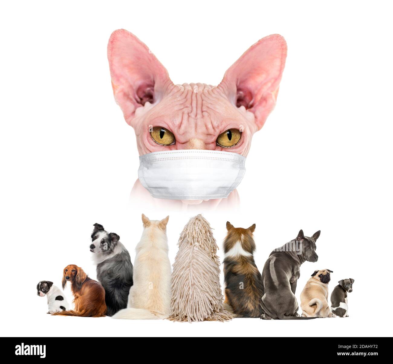 Vue arrière d'un groupe d'animaux de compagnie regardant un grand chat portant un masque Banque D'Images