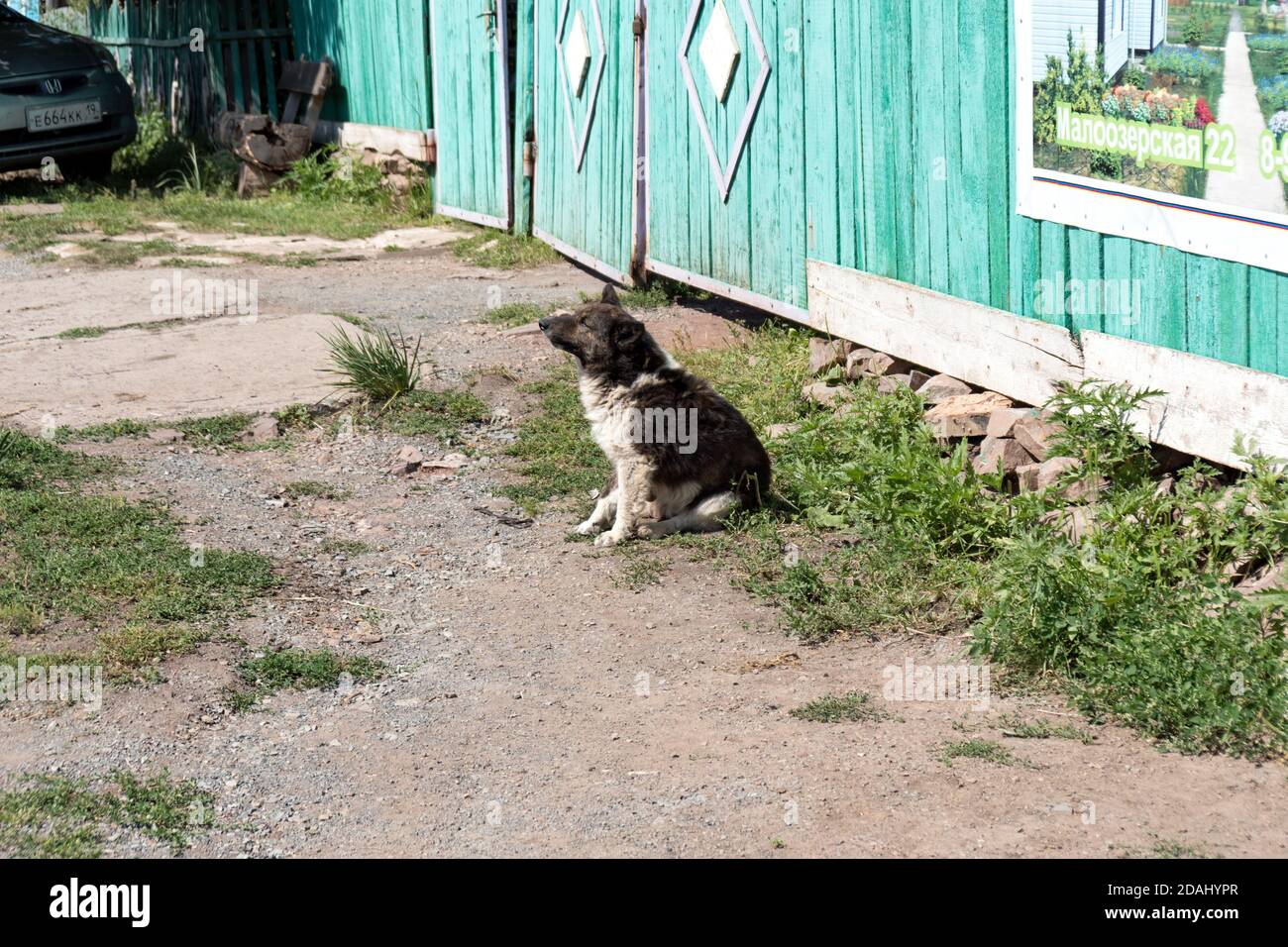 Un petit chien noir et blanc se trouve devant une porte en bois sur une rue du village, par une belle journée d'été. Banque D'Images