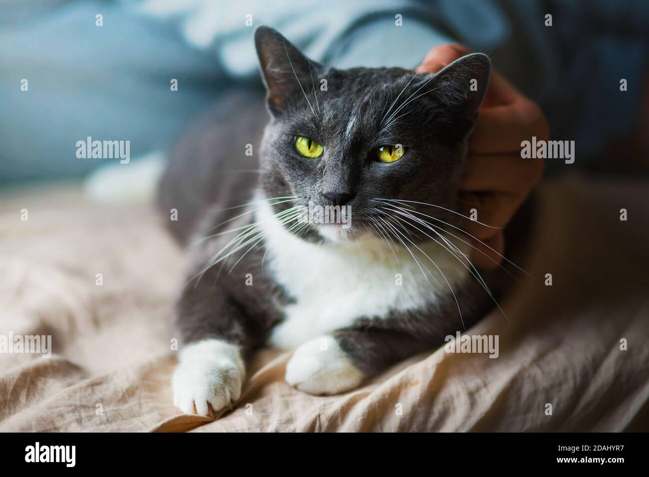 Un Chat Gris Domestique Mignon Est Allonge Sur Un Lit Doux Avec Un Drap Beige Et Un Homme Est Doucement Le Stroking Du Chat Prendre Soin De Votre Animal De Compagnie Photo