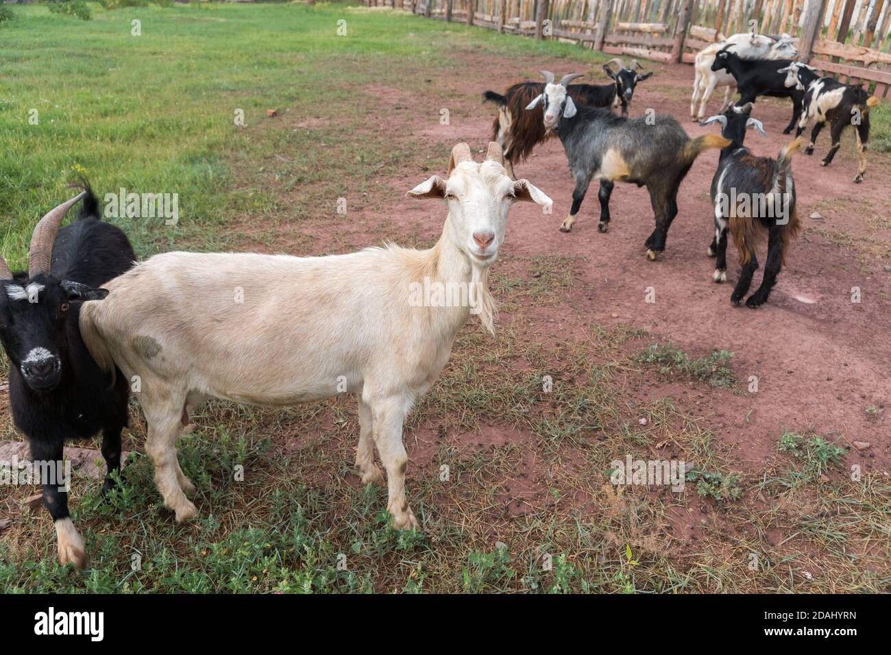 Une chèvre blanche se tient latéralement parmi les chèvres noires dans un stylo de chèvre en été. Banque D'Images