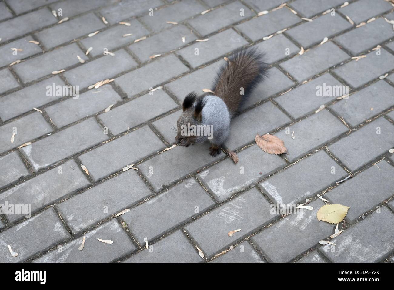 Un écureuil gris doux est assis et des noix de nains sur le pavé à l'automne. Banque D'Images