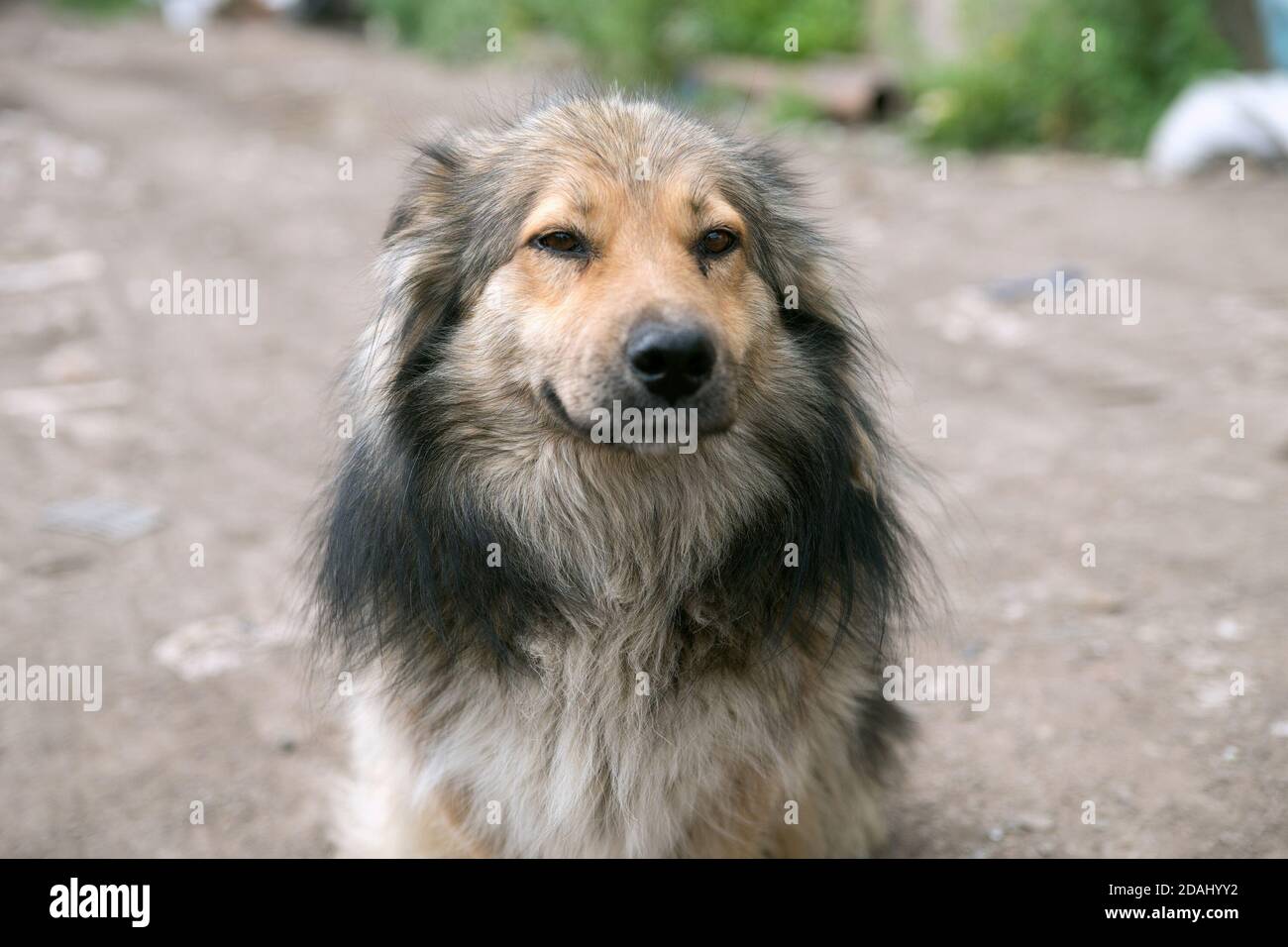 Portrait d'un joli chien moelleux sur un fond de route de terre. Banque D'Images