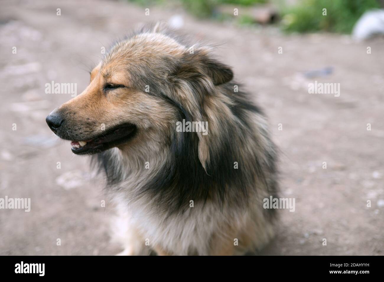 Le museau d'un joli chien doux regardant sur le côté, sur fond d'une route de terre. Banque D'Images