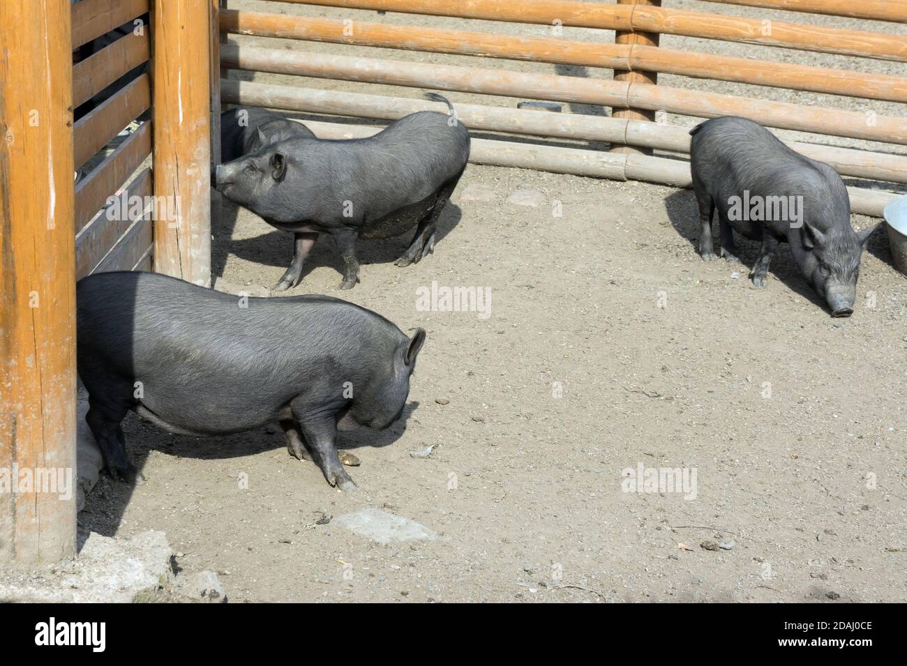 Trois petits porcs noirs marchent dans le corral. Banque D'Images