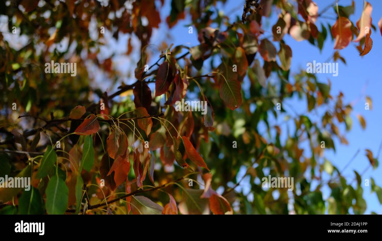 Gros plan de feuilles vertes qui deviennent dorées en automne Banque D'Images