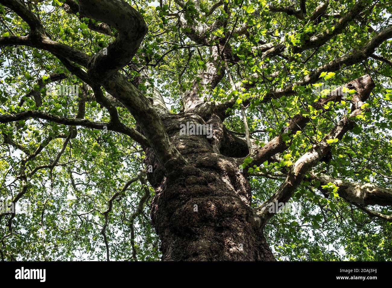 Vue d'en dessous dans la voûte d'un majestueux London plane Tree (Platanus x acerifolia) sur le sentier de la Tamise à Richmond au printemps. Banque D'Images