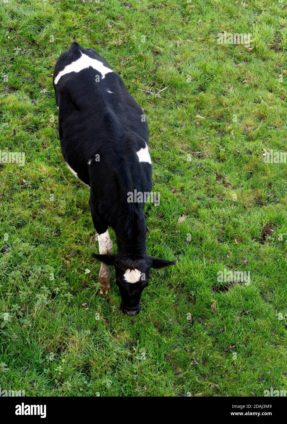 Vue aérienne d'une vache frisonne, Warwickshire, Royaume-Uni Banque D'Images