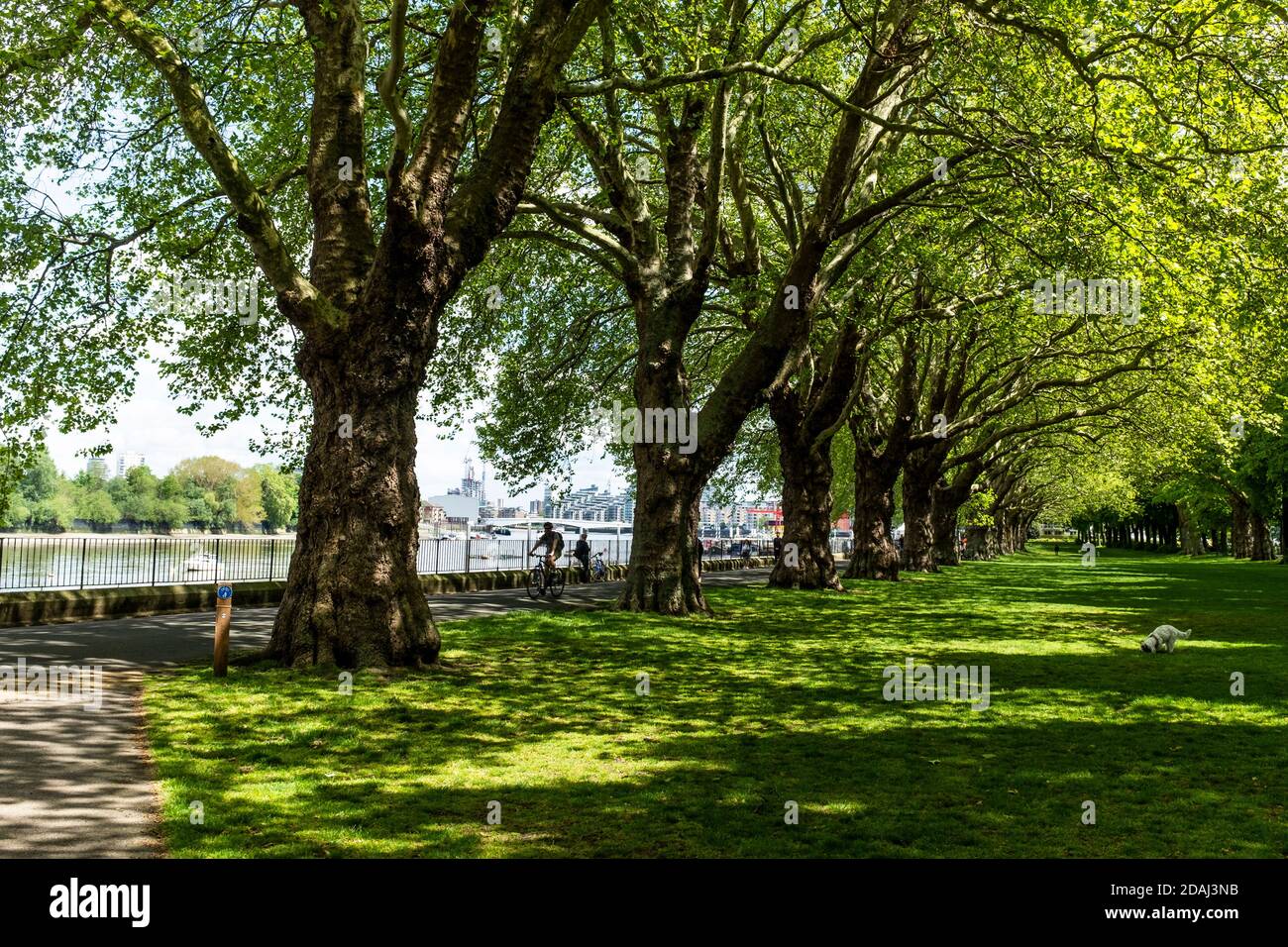 Une avenue de majestueux platanes de Londres (Platanus x acerifolia) sur le long du chemin de la Tamise dans Wandsworth Park au printemps. Banque D'Images