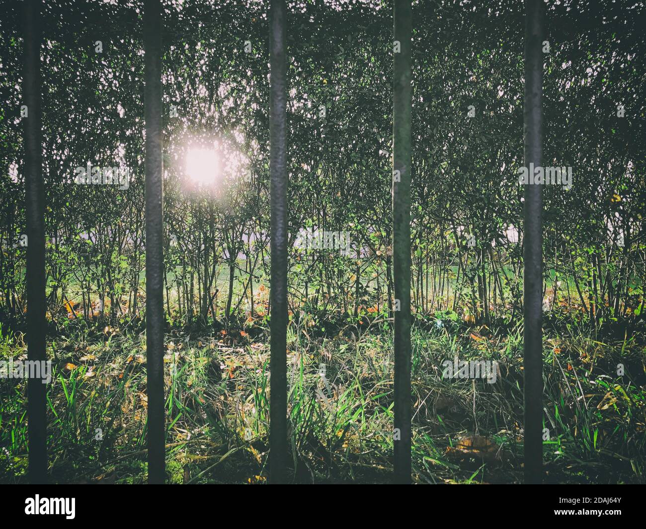 Soleil qui brille à travers les arbres denses de forêt vus d'un métal ouvertures de la barre de clôture Banque D'Images