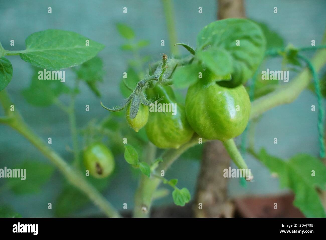 Tomates vertes bio accrochées à un buisson Banque D'Images