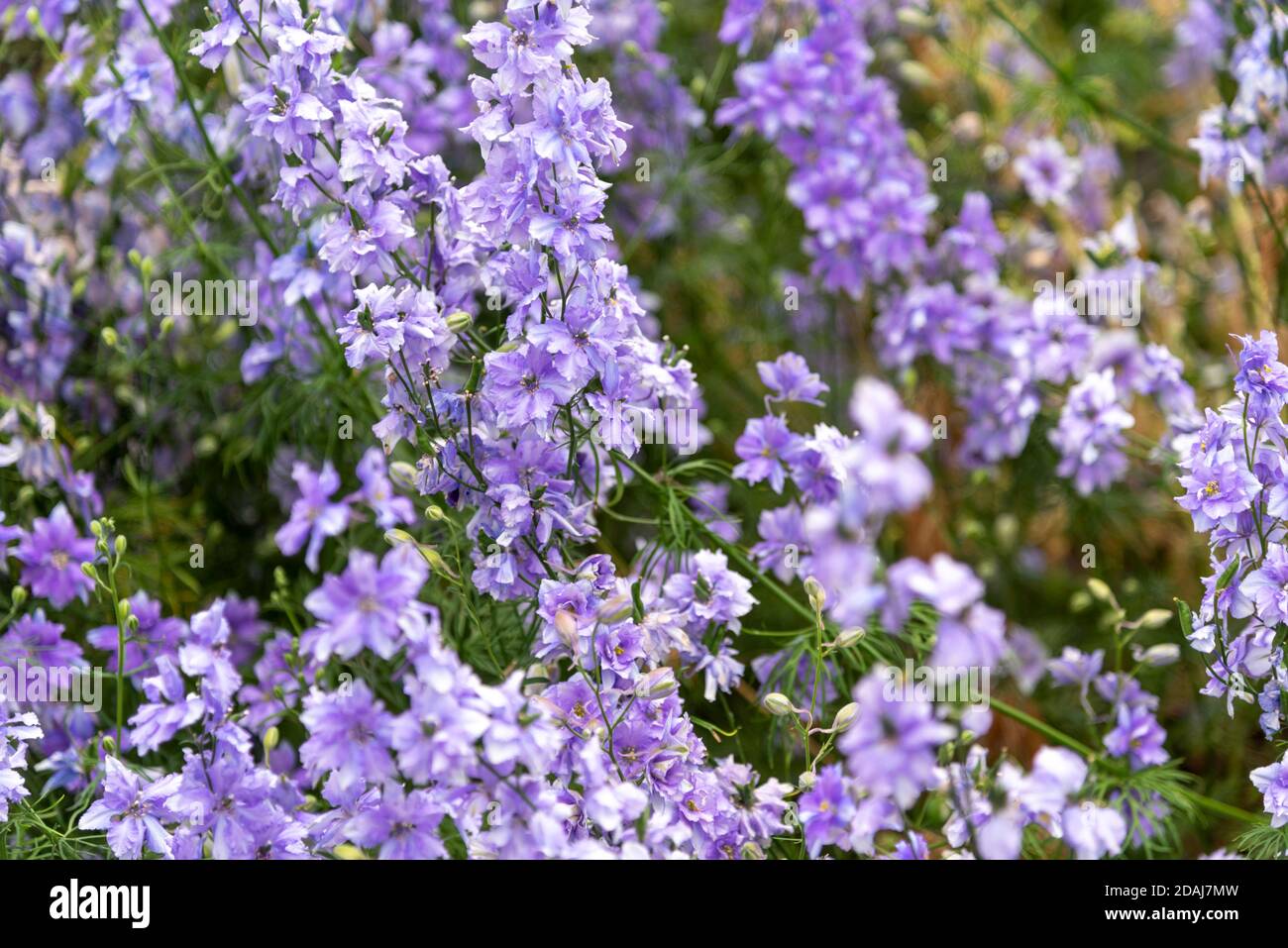 Larkspur géant, Consolia Ajacis, Bleu azur, série Subline Banque D'Images