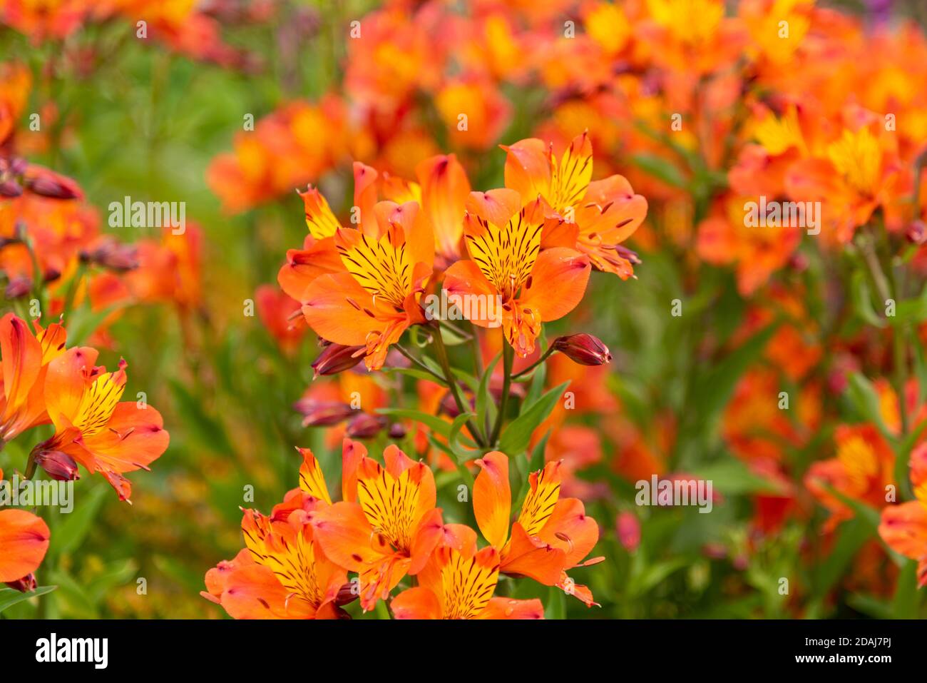 Lily orange des Incas, Lily péruvienne, Alstroemeria, Alstroemeria aurea Banque D'Images