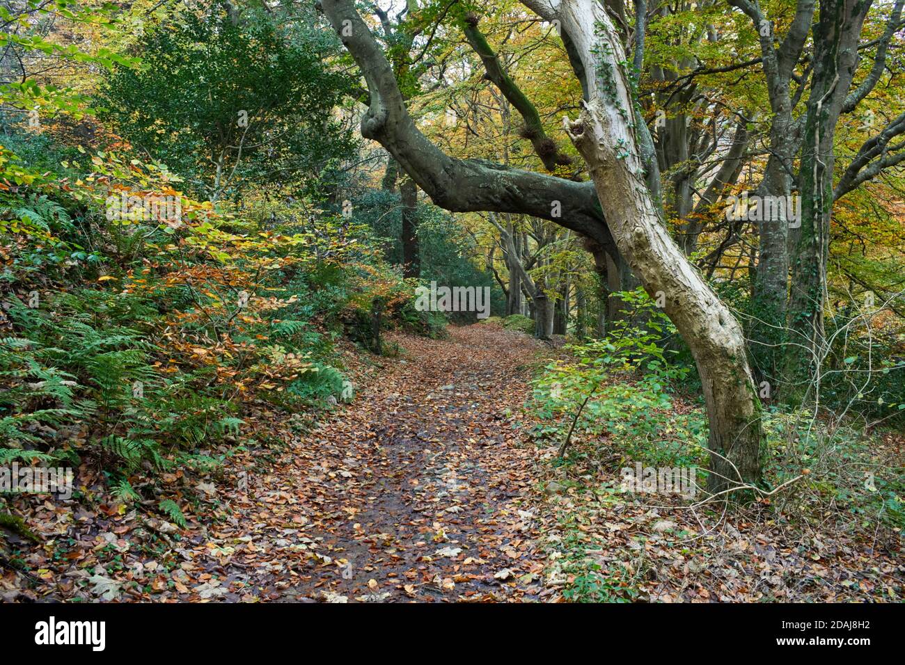Sentier de Cornaa glen à l'île de Man Banque D'Images