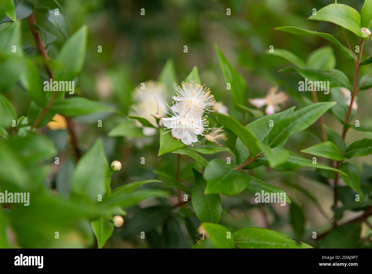 Myrtle, plante et fleur de Myrtus communis Banque D'Images