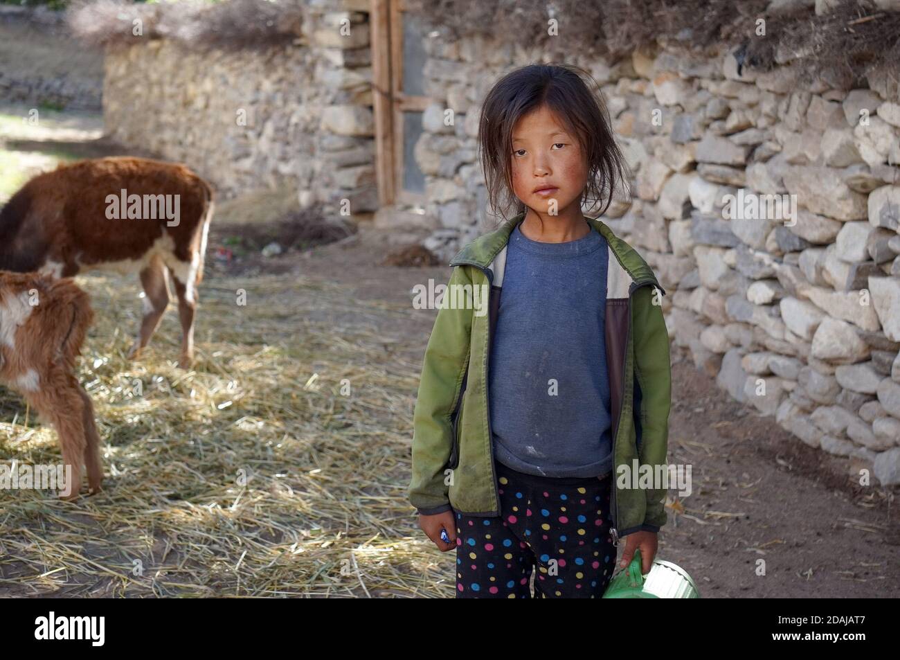 Une petite fille de nationalité tibétaine se trouve à côté d'un veau près d'une clôture en brique blanche. Banque D'Images
