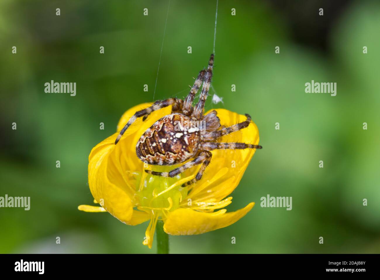 Garten-Kreuzspinne, Gartenkreuzspinne, Gemeine Kreuzspinne, Araneus diadematus, cross orbweaver, araignée de jardin européenne, araignée de jardin, araignée de croix, Banque D'Images