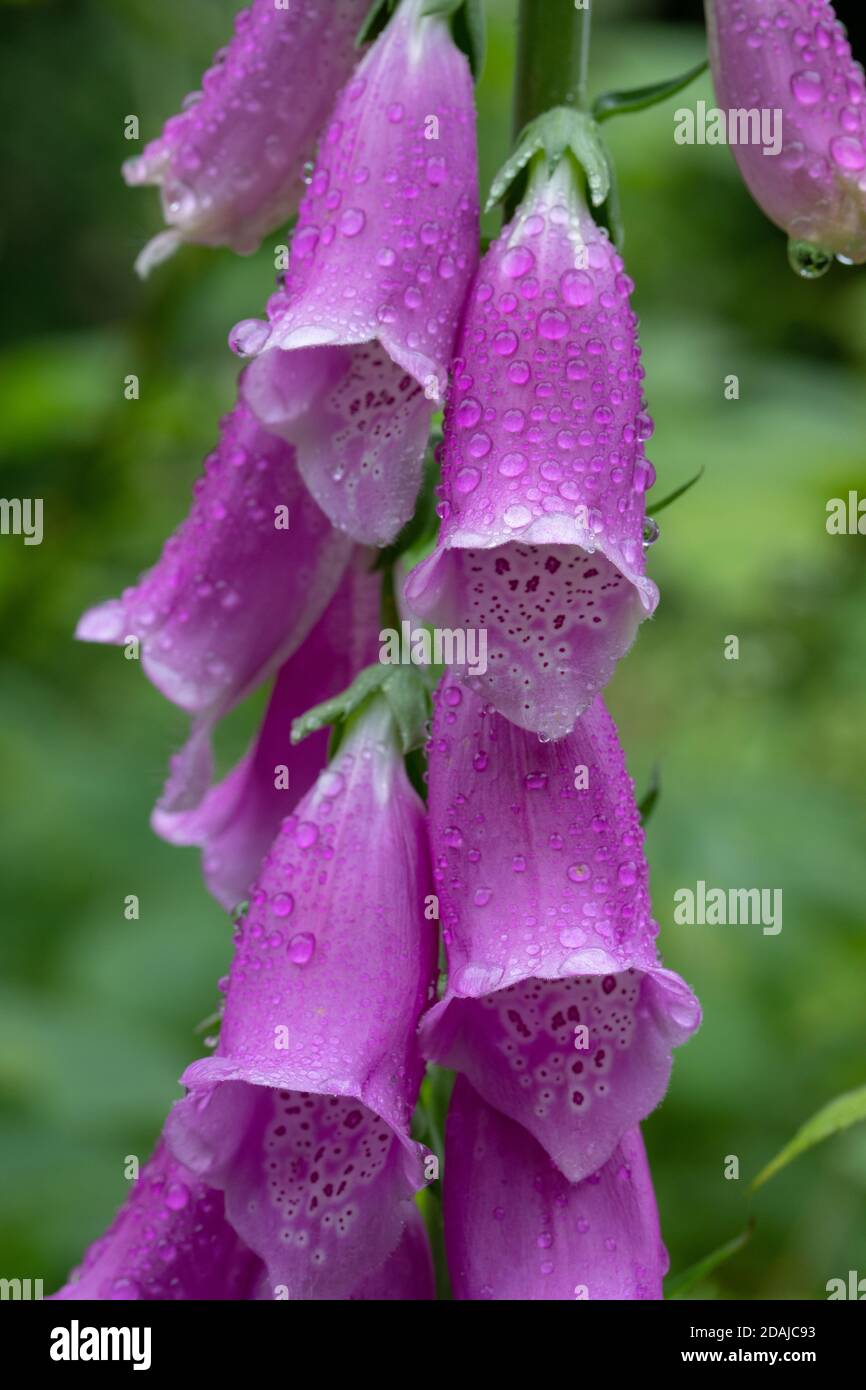 Foxglove (Digitalis purpurea). Gros plan d'une seule tige non ramifiée, après une récente douche de pluie, avec des gouttes d'eau à la surface de chaque fleur. H Banque D'Images
