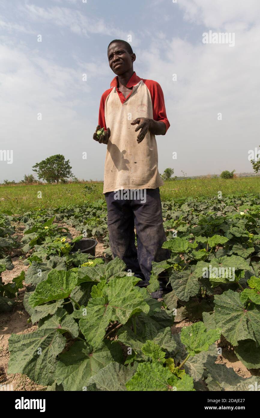 Selingue, Mali, 26 avril 2015 ; Moussa Troare, 30, marié avec un enfant. Il est en croissance de l’otra et la récolte de cette année a été affectée par des insectes d’une parcelle voisine mal entretenue. L'année prochaine, il prévoit de cultiver du maïs à la place. Il a également un autre champ où il cultive du riz, et les deux parcelles sont suffisantes pour nourrir sa famille. Il a essayé l'exploitation minière une fois, mais il n'a pas aimé et ne le fera plus. Banque D'Images