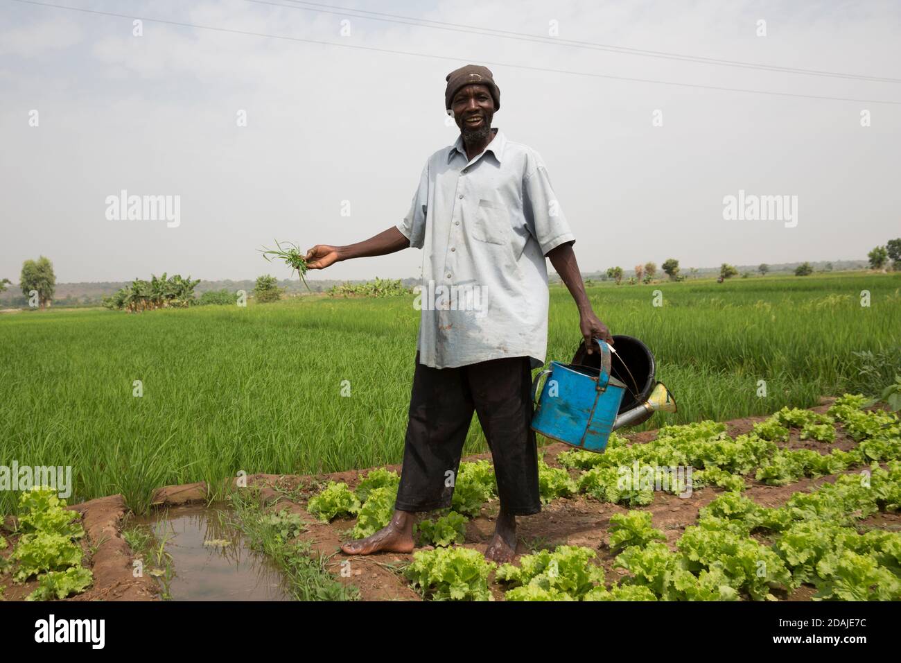 Selingue, Mali, 26 avril 2015 ; Seydou Kassojue, 47, a 2 femmes et 5 enfants. Il a une parcelle de jardin de 0.10 hectares de laitue. Il peut obtenir 4 rendements de récolte par an à partir de cette parcelle. Les femmes viennent directement à son complot pour acheter ses lettres et il peut faire 50,000 – 100,000 CFA par saison de vente à eux. Il est agriculteur depuis 27 ans et sa femme a un autre complot comme celui d’une coopérative de femmes Banque D'Images