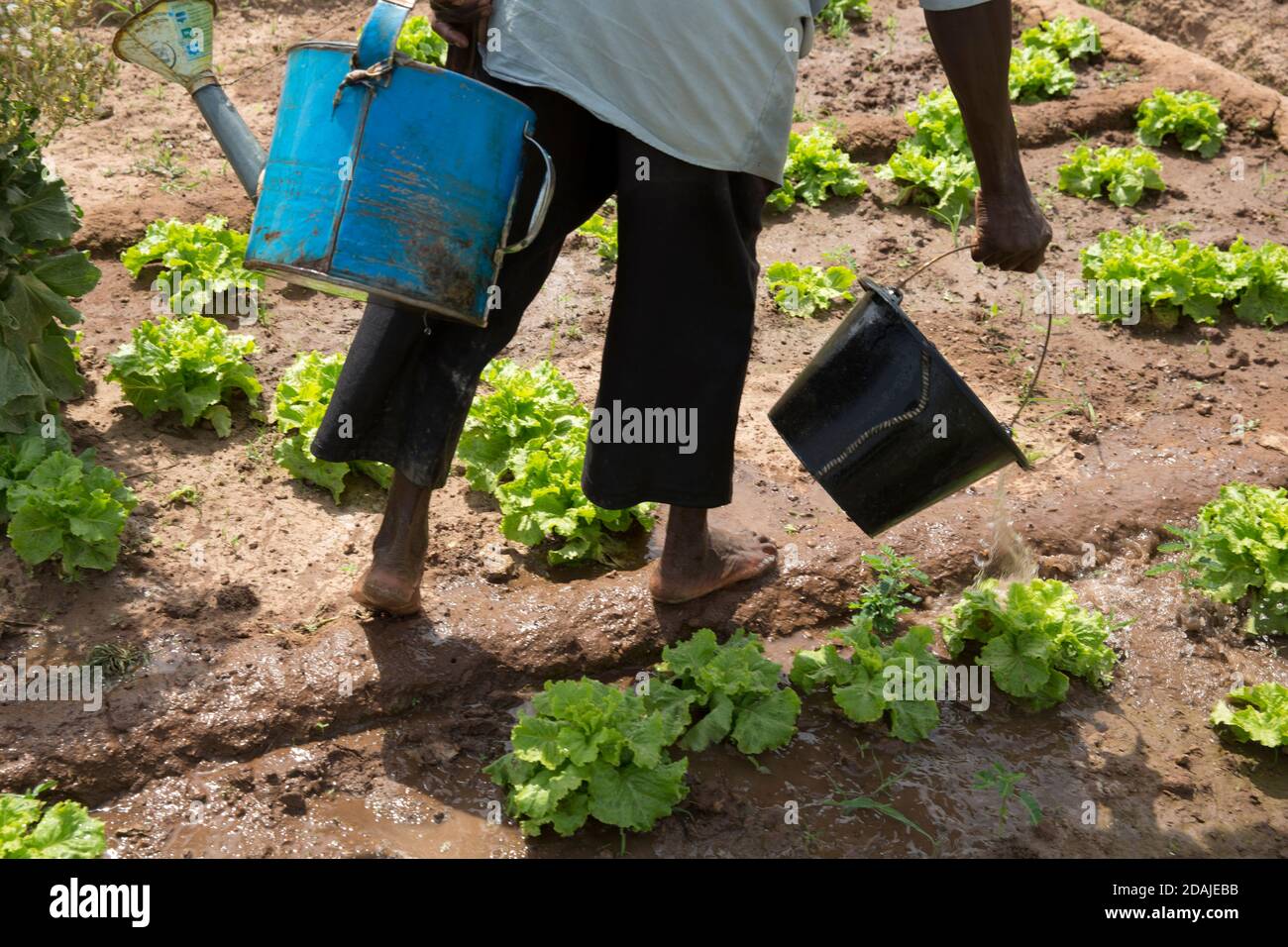 Selingue, Mali, 26 avril 2015 ; Seydou Kassojue, 47, a 2 femmes et 5 enfants. Il a une parcelle de jardin de 0.10 hectares de laitue. Il peut obtenir 4 rendements de récolte par an à partir de cette parcelle. Les femmes viennent directement à son complot pour acheter ses lettres et il peut faire 50,000 – 100,000 CFA par saison de vente à eux. Il est agriculteur depuis 27 ans et sa femme a un autre complot comme celui d’une coopérative de femmes Banque D'Images