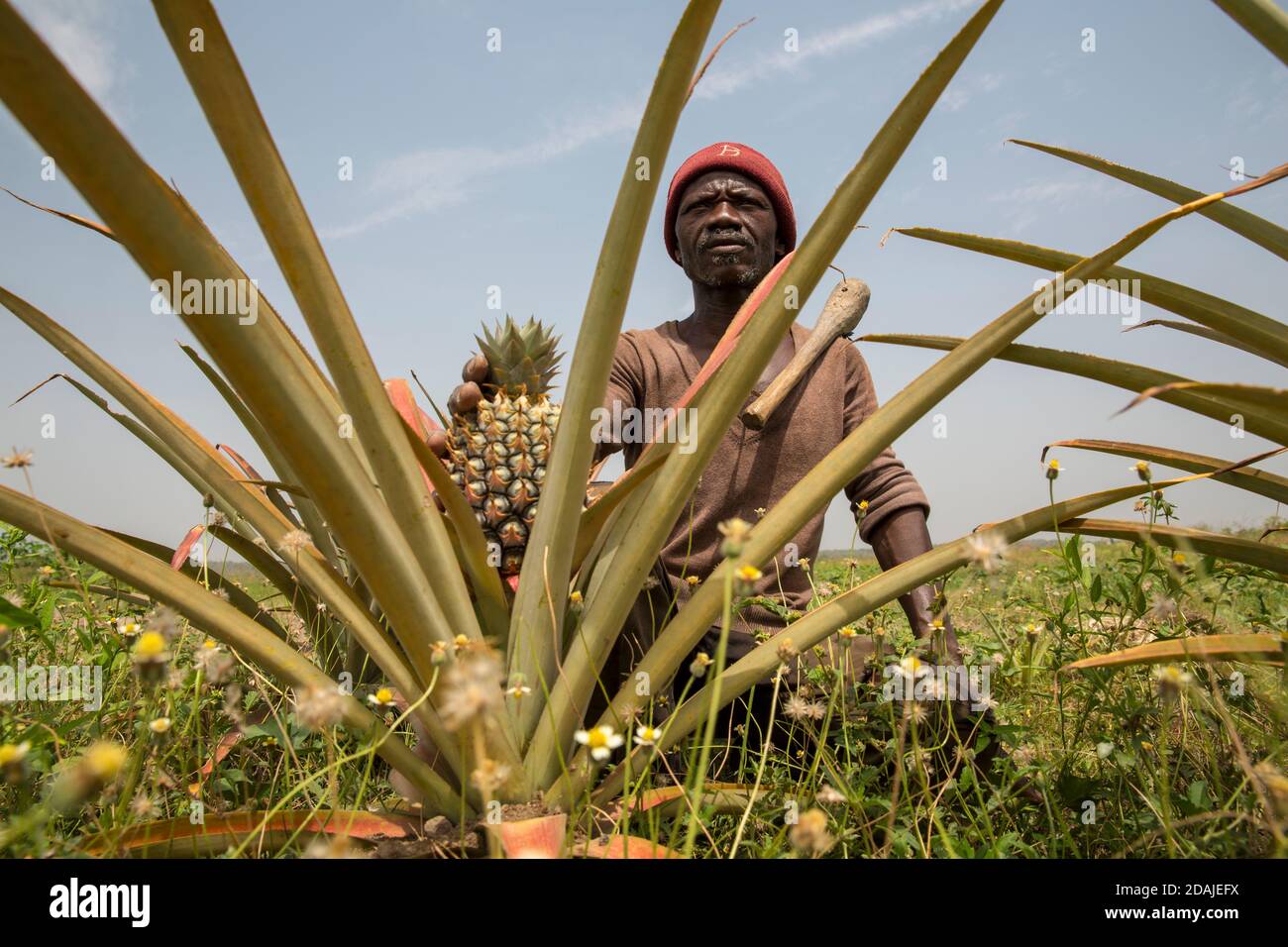 Selingue, Mali, 26 avril 2015 ; Kenekoubo Dolo, 50, fait pousser de l'ananas depuis 5 ans. C'est une bonne affaire – il cultive actuellement 50 fruits par saison, avec deux saisons par an. Il vend ensuite chaque fruit pour 750 à 1,000 CFA. Il y a quelques contraintes – planter plus de plantes que vous sacrifiez le fruit. Il existe également deux variétés de fruits, l'une de qualité inférieure à l'autre. Il cultive également de la papaye qui est une bonne récolte aussi bien qu'il ait besoin d'insecticide qui est cher. Il souhaiterait recevoir les conseils des travailleurs de la vulgarisation mais ne les a jamais reçus ou vus dans la région. Banque D'Images